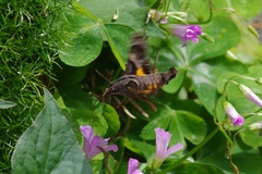 Macroglossum pyrrhosticta