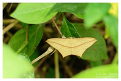 Timandra convectaria