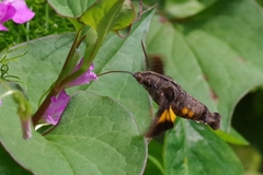 Macroglossum pyrrhosticta