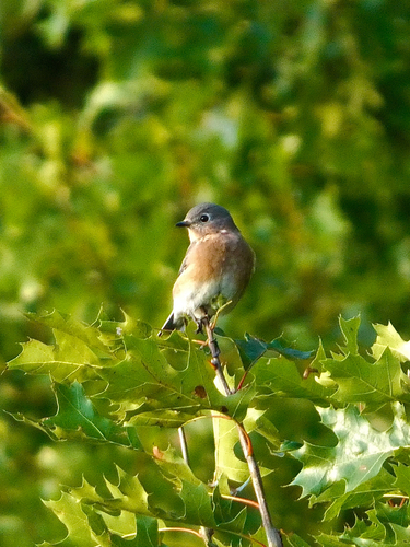 Eastern Bluebird