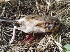 Dipodomys californicus