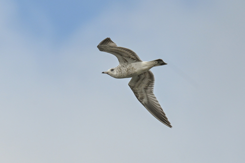 Common Gull