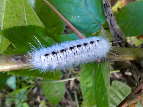 Hickory Tussock Moth