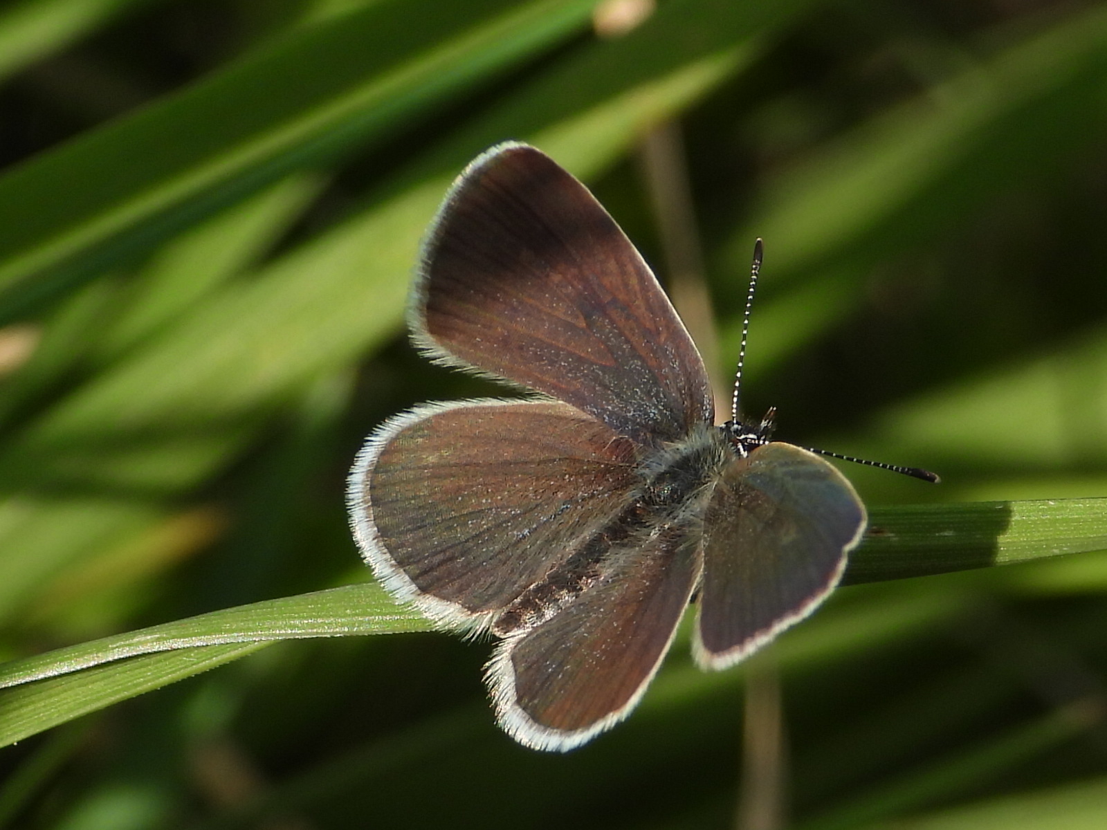 Small Blue (Cupido minimus) · iNaturalist
