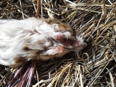 Dipodomys californicus