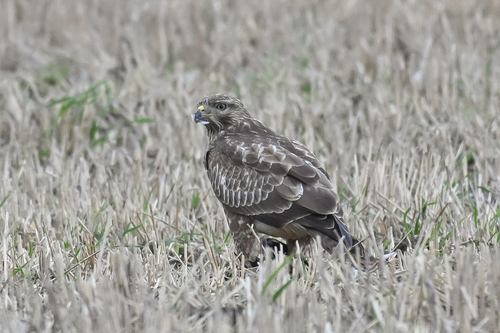 Common Buzzard
