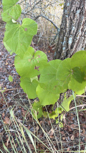 eastern redbud