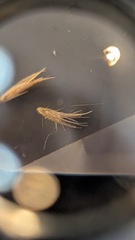 Bouteloua gracilis, photograph author not stated, no rights reserved