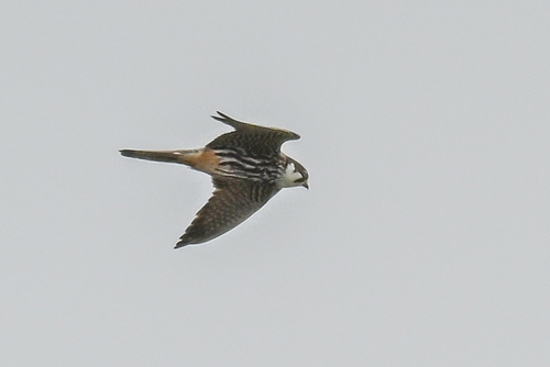 Eurasian Hobby