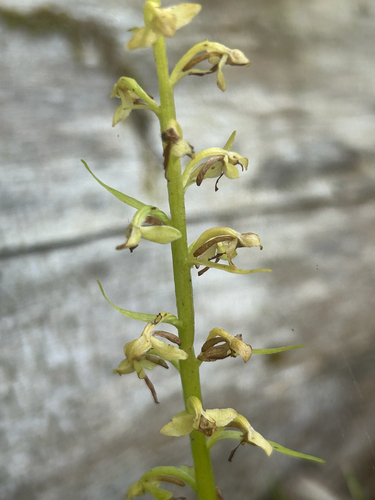 Platanthera hyperborea observed 2026-09-21