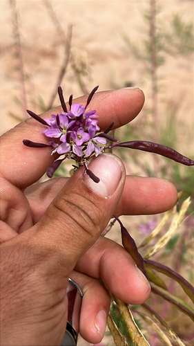 Rocky Mountain Beeplant