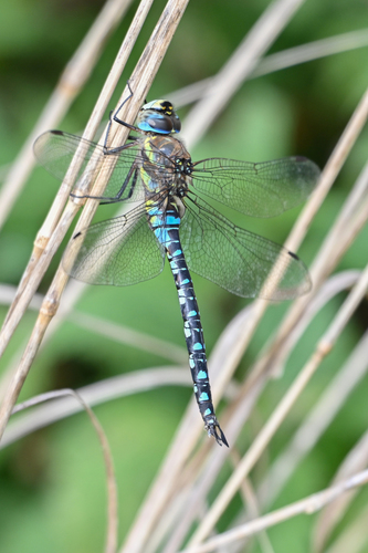 Migrant Hawker