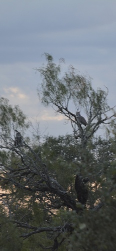 Great Horned Owl