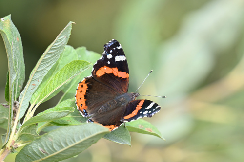 Red Admiral