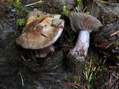 Cortinarius subolivascens