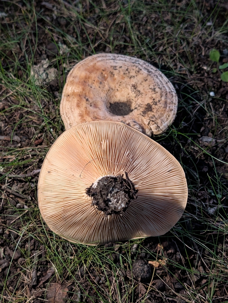 Lactarius psammicola · September 2026 · photo: Photo: (c) Bryan Rennick, some rights reserved (CC BY) · iNaturalist