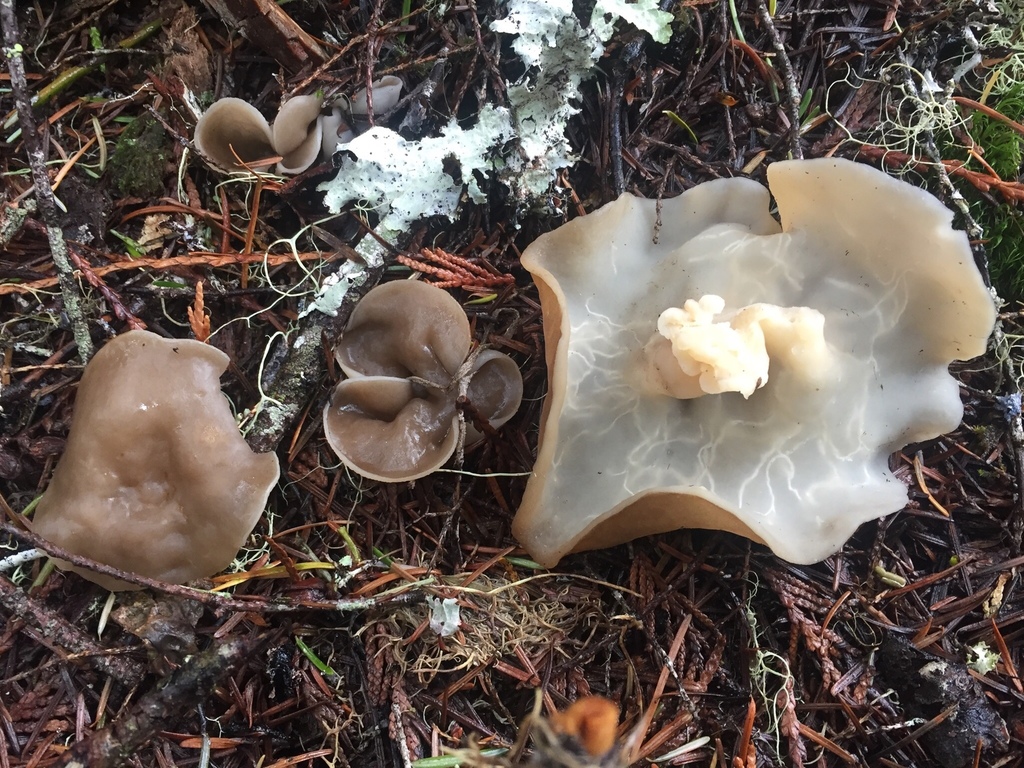 Pig's Ears and Allies
