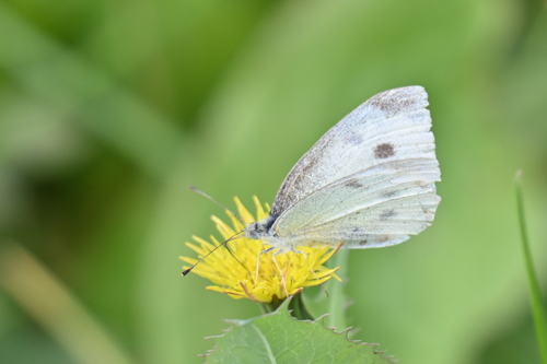 Small White