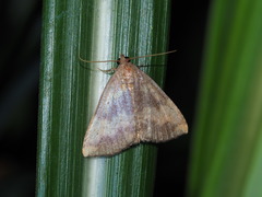 Scedopla umbrosa