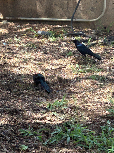 Great-tailed Grackle