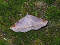 Mecodina subcostalis