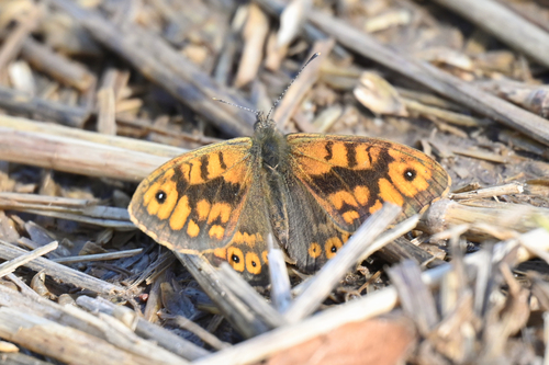 Wall Brown
