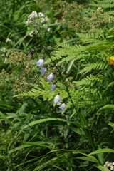 Adenophora liliifolia