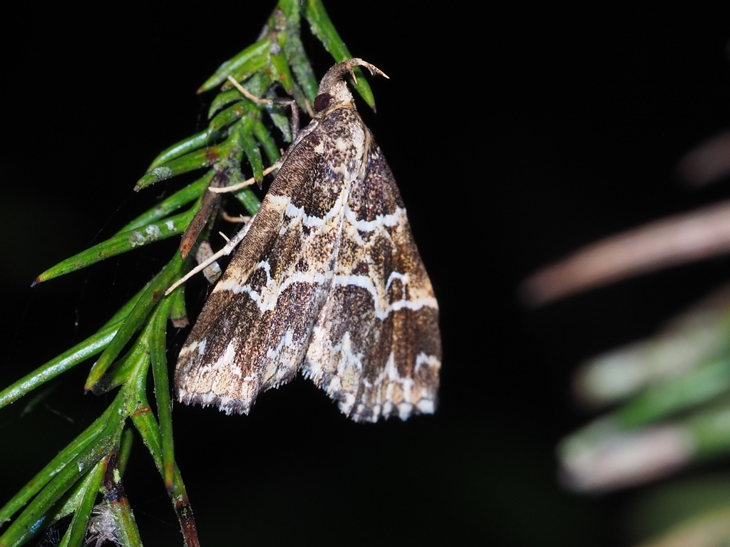 Bertula bidentata