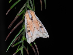 Mythimna albomarginata