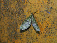 Phthonoloba