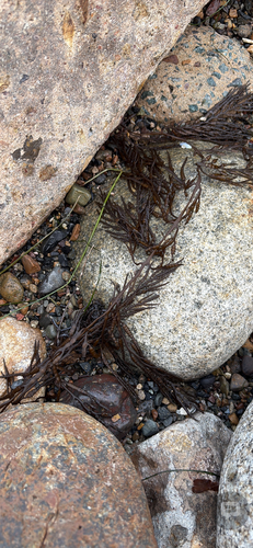Halidrys dioica, 2026-09-21