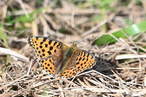 Queen of Spain Fritillary