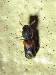 Xylobiops basilaris