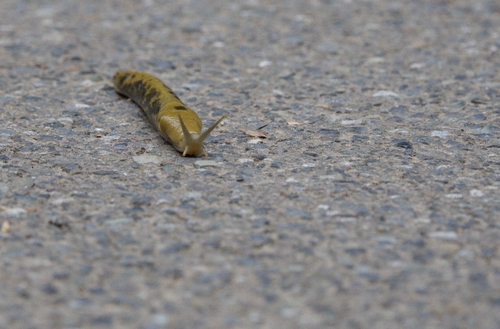 Pacific Banana Slug