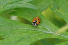 Coccinella septempunctata