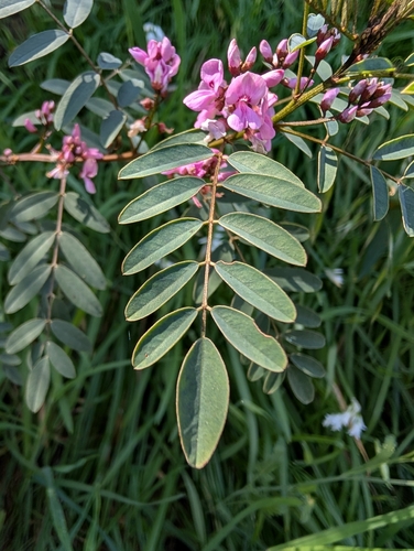 Australian Indigo