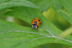Coccinella septempunctata