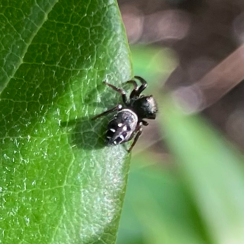Johnson's Jumping Spider