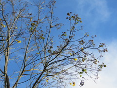 Handroanthus guayacan