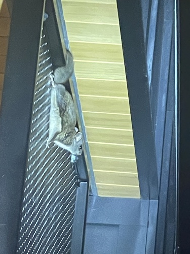 Northern Flying Squirrel