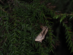 Shaka atrovittatus