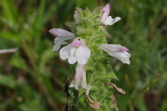 Bellardia trixago