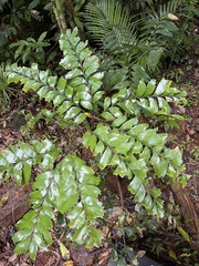 Bowenia spectabilis