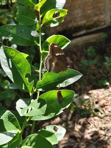 Great Eggfly