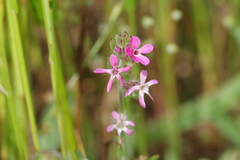 Silene gallica