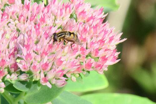 Narrow-headed Marsh Fly