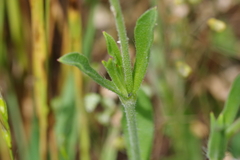 Silene gallica