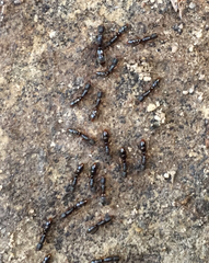 Ponerinae