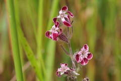 Silene gallica