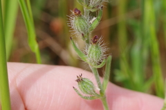 Silene gallica